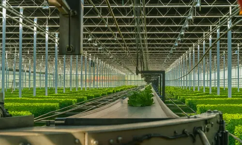 Conveyors in Greenhouse and Nursery Operations