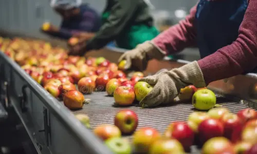Fruit and Vegetable Packing Conveyors