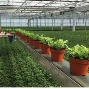 Greenhouse Expansion