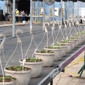 Plant Handling and Transport (1)