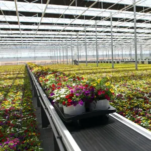 Plant Handling and Transport