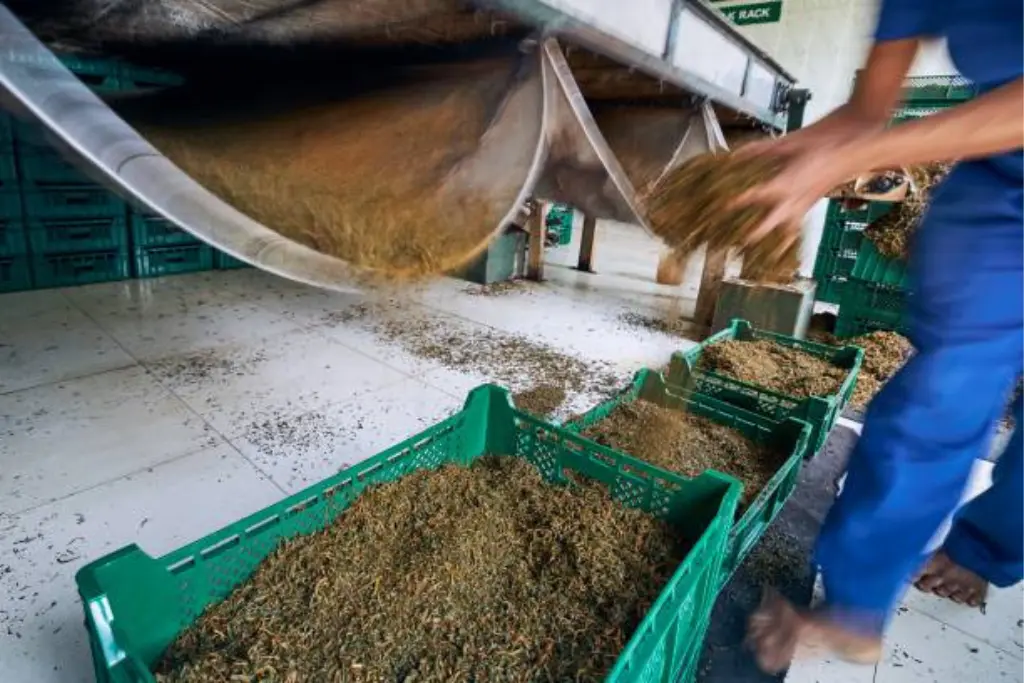 Tea Processing