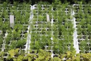 Transplanting and Repotting Operations